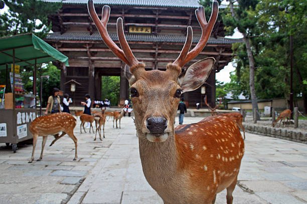 Nara Deer Park Tour - Image 4